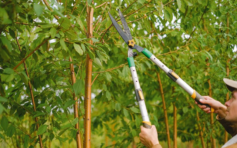 Tree trimming in Krotz Springs, LA